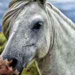 Horse head against natural landscape