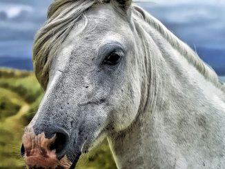 Horse head against natural landscape