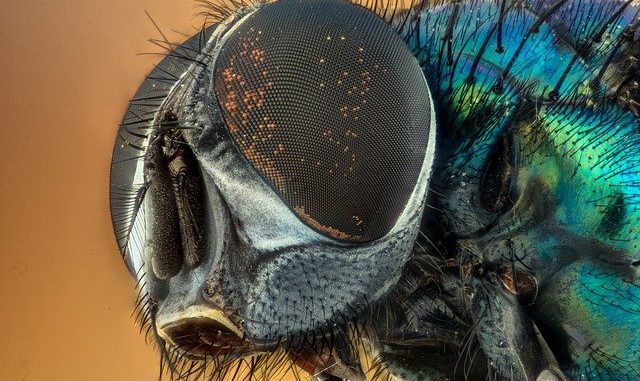 A close up of a fly's head. a natural target for spinosyn.