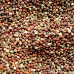 Mustard seeds in full view.