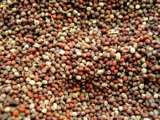 Mustard seeds in full view.