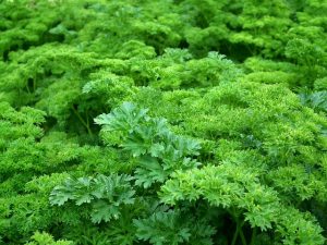 Parsley provides parsley seed oil. Full picture.