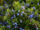 Rosemary, light blue flowers