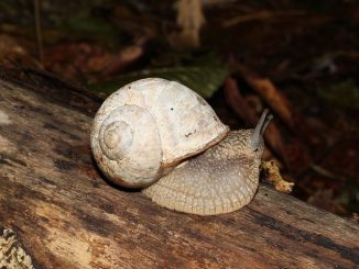 An edible snail slowly crawling along a branch.