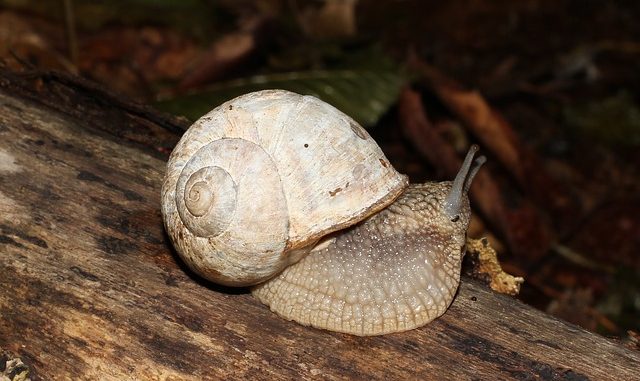 An edible snail slowly crawling along a branch.