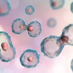 cell division. A key part played by apoptosis in controlled cell death.