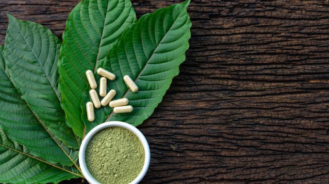 Mitragyna speciosa or kratom leaves with medicinal products in capsules and powder in white ceramic bowl and wooden table, top view