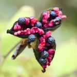Seeds of Crimean peony Paeonia daurica .Crimea. Cape Aya . Russia