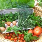 Fresh vegetables in a trug as an example of food sustainability