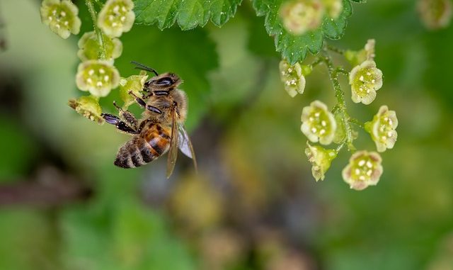 bees produce bee pollen when taking nectar from flowers.