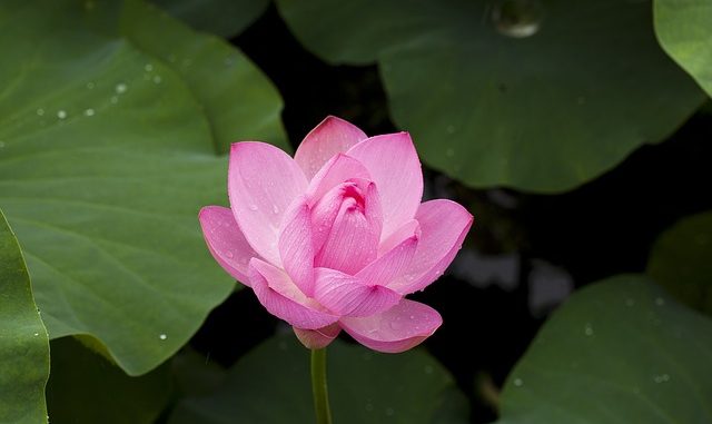 Lotus flower in a lily pond. Source of Nelumbium speciosum Flower Extract.