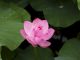 Lotus flower in a lily pond. Source of Nelumbium speciosum Flower Extract.