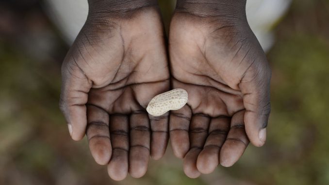African child cupped hands holding some peanut. malnutrition - a scourge of the world.