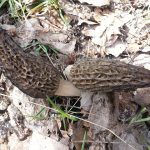 Mushrooms especially morels like Morchella (Morchella angusticepes) in a natural state.