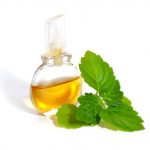 Patchouli sprig with essential oil. Isolated on white background.