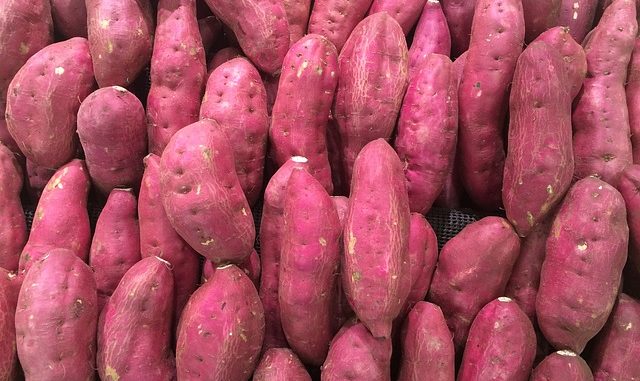 Sweet potato lined up. Pink skinned and presumably pink fleshed too.