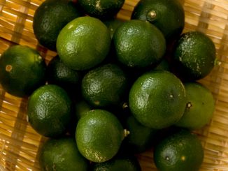 shikuwasa citrus depressa