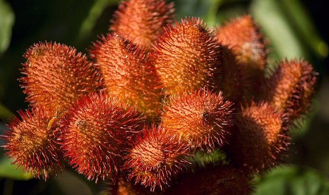 annatto. The source of bixin and norbixin.