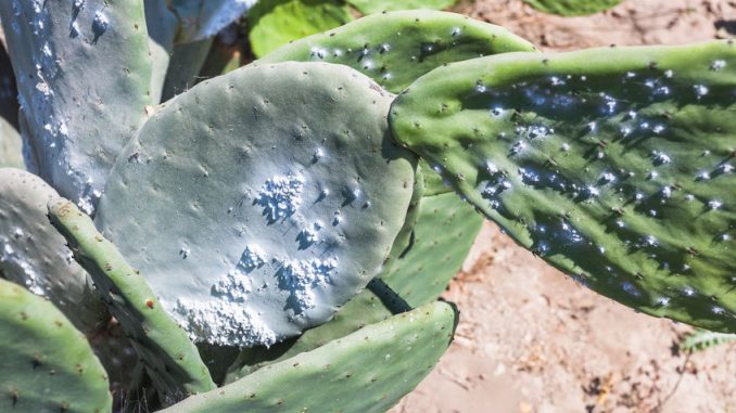 Cactus plantation to raise the cochineal, an insect from which a red pigment is extracted.