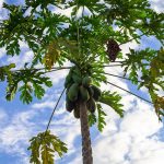 Pawpaw tree with fruits.