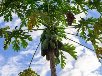 Pawpaw tree with fruits.
