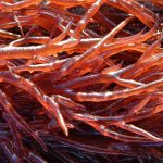 Gracilaria red seaweed in detail.
