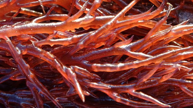 Gracilaria red seaweed in detail.