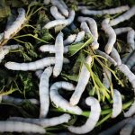 silkworm pupae