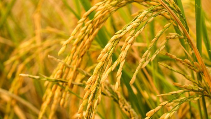 Golden Rice in close-up.