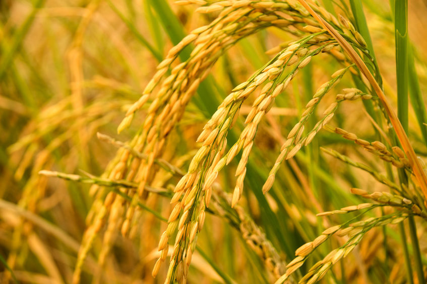 What Is Golden Rice? - FoodWrite