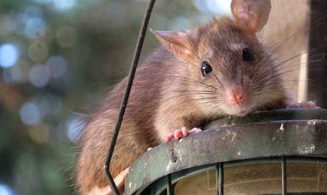 Rats are a real issue in pest control