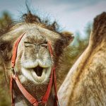 A camel/ Source of camel milk.