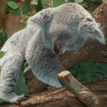 A koala asleep. Koalas like humans rely on serotonin which is produced from tryptophan via 5-HTP.