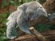A koala asleep. Koalas like humans rely on serotonin which is produced from tryptophan via 5-HTP.