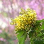 Berberine is found in oregon grape.