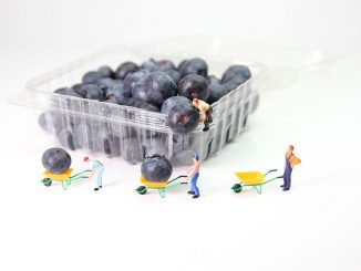 Blueberries which sit in a plastic package which may well have been part of modified atmospheric packaging (MAP)
