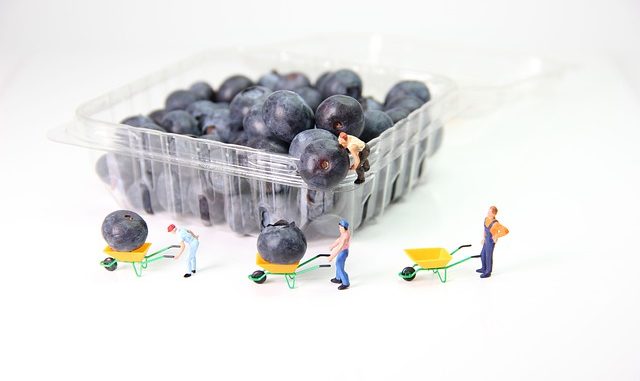 Blueberries which sit in a plastic package which may well have been part of modified atmospheric packaging (MAP)