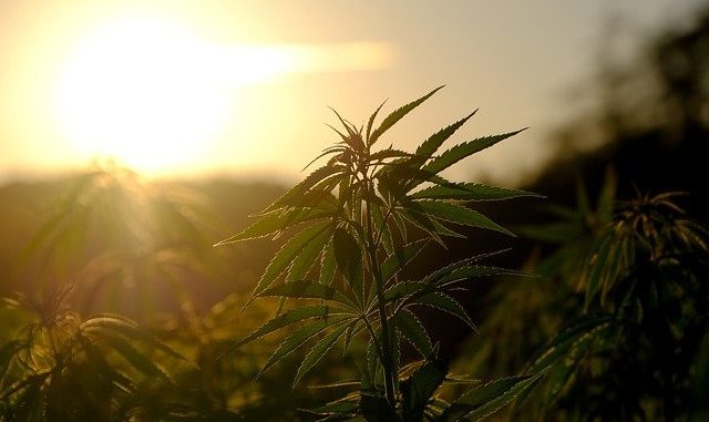 hemp. Canadian Regulations on cannabis.