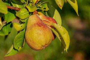 Pears hanging from a branch