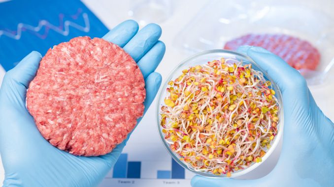 Burger putty in one hand and plant sprouts material in Petri dish. Laboratory vegetarian hamburger meat substitute concept. Impossible Foods has developed a similar looking burger.
