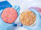 Burger putty in one hand and plant sprouts material in Petri dish. Laboratory vegetarian hamburger meat substitute concept. Impossible Foods has developed a similar looking burger.