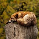 Fox sleeping on a post.