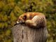 Fox sleeping on a post.