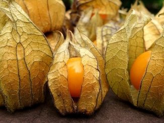 Cape gooseberry or physalis in a papery shell.