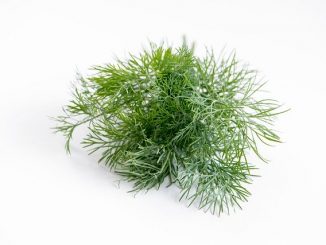Dill on a white background.