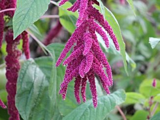 Foxtail amaranth. A picturesque variant of amaranth generally.