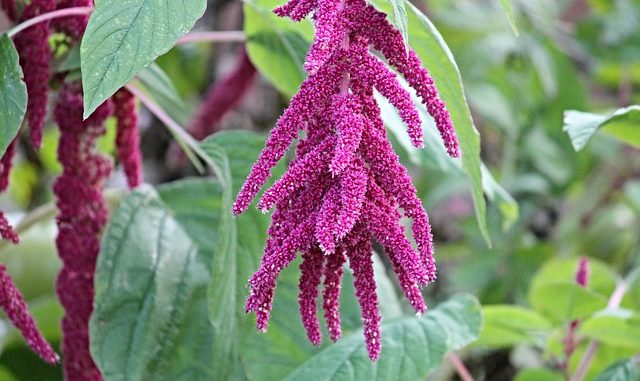 Foxtail amaranth. A picturesque variant of amaranth generally.