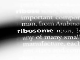 ribosome word in diction