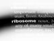 ribosome word in diction