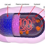 structure of bacterial cell showing plasmids, Ti plasmid